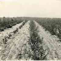 7/6/1919 "1202"
