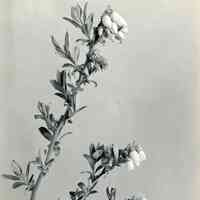 5/15/1920 "Blueberry Blossom"