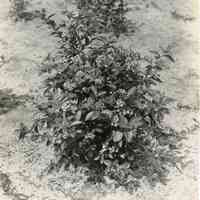 7/18/1916 "Washington Field"