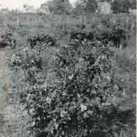 1920 "W20-42 Ralph Blueberry Bush"