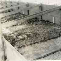 7/30/1914 "Brand weed as gauge for depth"
