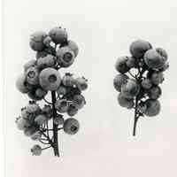 7/29/1914 "Rubel - the small berries are immature"