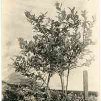 6/30/1913 "South row, first bush"