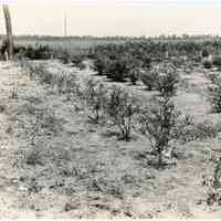 7/18/1916 "Anderson bushes"