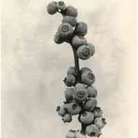 7/19/1917 "Natural size cluster of berries"