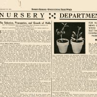          The Selection, Propagation and Growth of Holly picture number 1
   