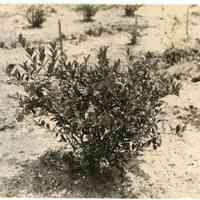 7/18/1916 ""Rubel" from an old root planted spring of 1913."