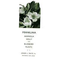          Franklinia, Holly and Blueberry Plants picture number 1
   
