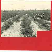 Harvesting Blueberries