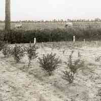 7/9/1914 "Rube Leeks in Rows"