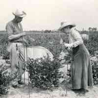          1920 Elizabeth and Dr. Coville looking at berry bush 