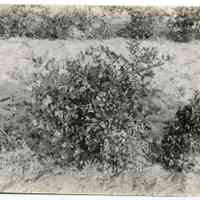 7/3/1918