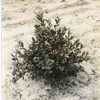 7/27/1915 "Old Field, row 22, plant 4, Haines #7"