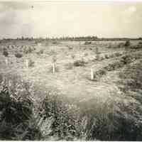 7/27/1915 "Old Field. Whitesbog, New Jersey"