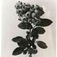          7/18/1918 picture number 1
   