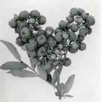 7/19/1919 "Stem with dual clusters of Blueberries"