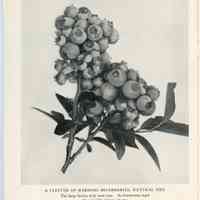          Blueberry Plants picture number 3
   