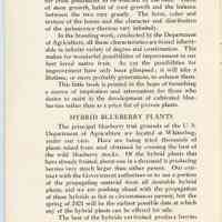          Blueberry Plants picture number 5
   