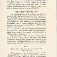          Blueberry Plants picture number 6
   