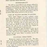          Blueberry Plants picture number 10
   