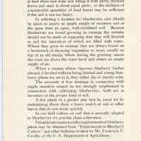          Blueberry Plants picture number 11
   