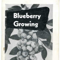 Blueberry Growing