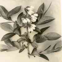 5/13/1915 "Brooks x Sooy"