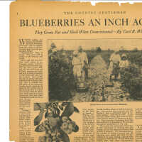 Blueberries An Inch Across