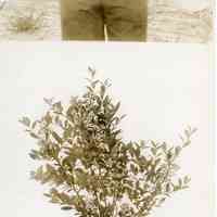 7/9/1914 "Rube Leek with sheet behind it"