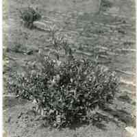 7/29/1914 "The bush had already been picked and the berries do not represent the crop."