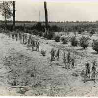 7/18/1916 "Plants of Haines no. 4"
