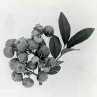7/19/1919 "Grover blueberries"