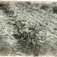7/2/1918 "D 15 Union"