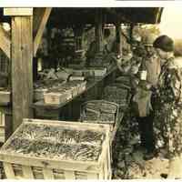 Blueberry Packing Shed-Cartons Being Tallied