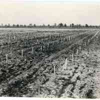 5/13/1915 "Union Field, camera half way between plant 1, row B, and plant 1, row C"