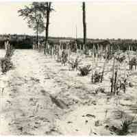 7/20/1917 "Plants budded in 1916 in Old Field"