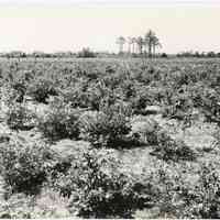 7/18/1916 "Washington Field"