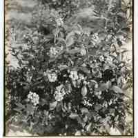 7/26/1924 "Mass of berries"