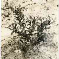 5/12/1915 "Haines no. 12"