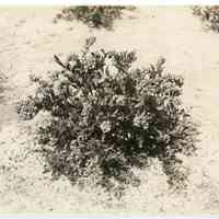 7/18/1916 "Washington field"