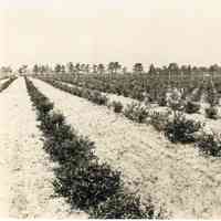 7/3-6/1919 "1193"