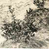 5/12/1915 "Rubels in Old Field"