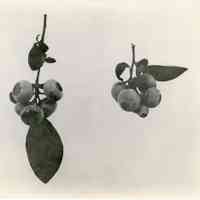          7/17/1918 picture number 1
   