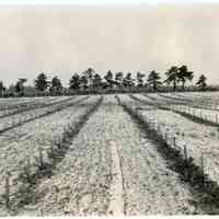 8/2/1917 "View from the position of a flowered ground pictured July 10, 1914."