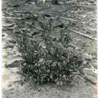 7/29/1914 "The berries on the bush are a few late ones and do not represent the crop."