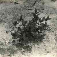 7/27/1915 "Haines no. 9"