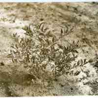 7/9/1914 "Sooy plant"