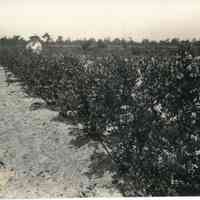 Unknown Date, Elizabeth in the Field "#12"