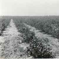 7/6/1919 "1203"