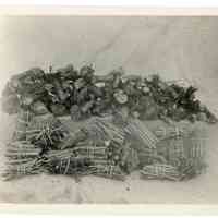 11/1916 Chopped branches